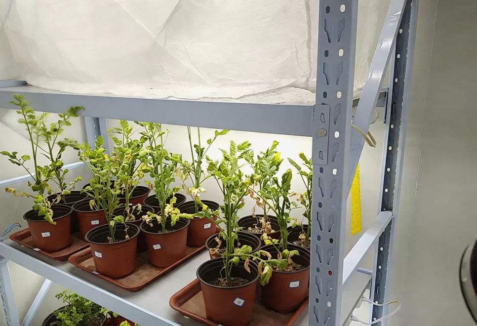 agriculture-case-improving-plant-temperature-monitoring-with-thermal-imaging-00.webp
