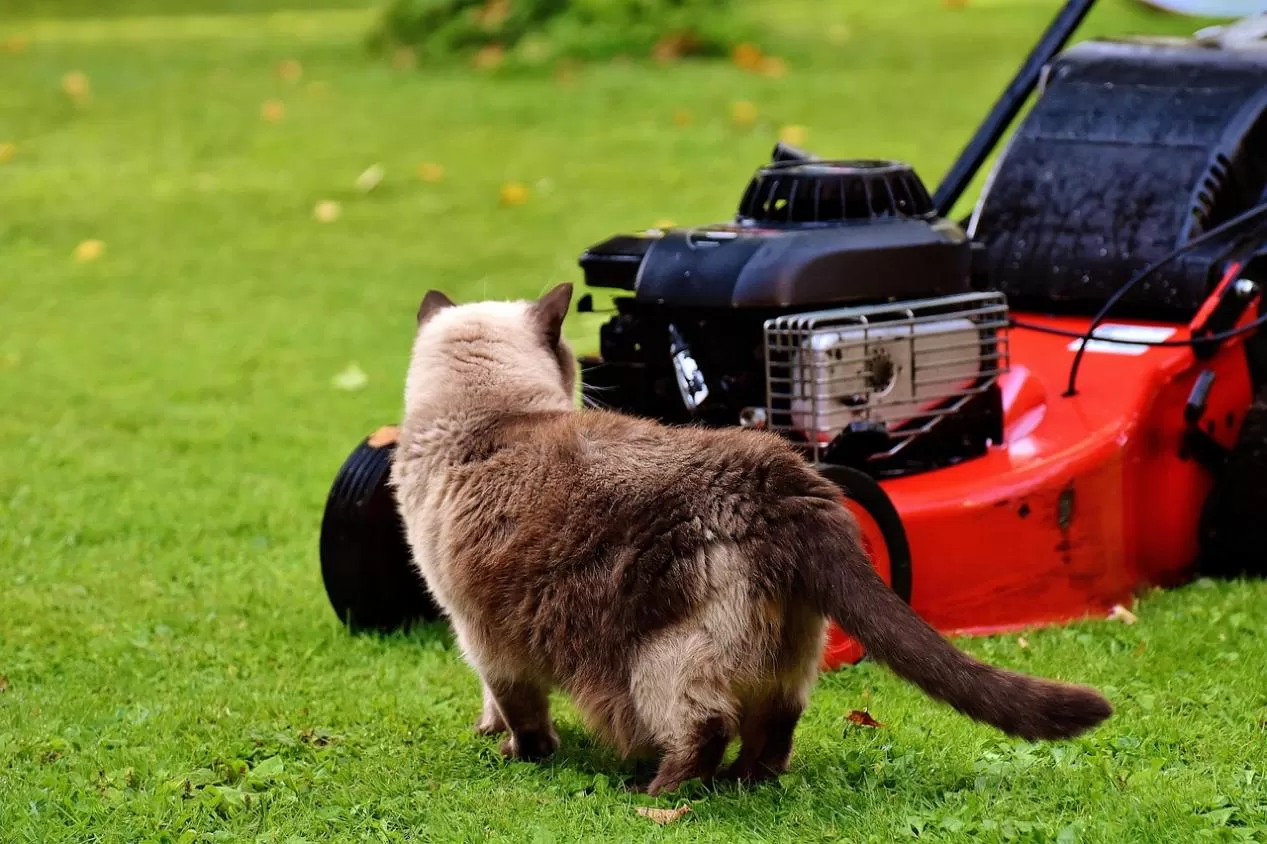 infrared-thermal-imaging-helps-protect-wildlife-from-lawn-mowers-1.jpg infrared-thermal-imaging-helps-protect-wildlife-from-lawn-mowers-1.jpg