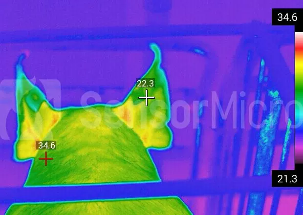 infrared-thermal-imaging-in-veterinary-medicine-transforming-animal-health-monitoring.jpg