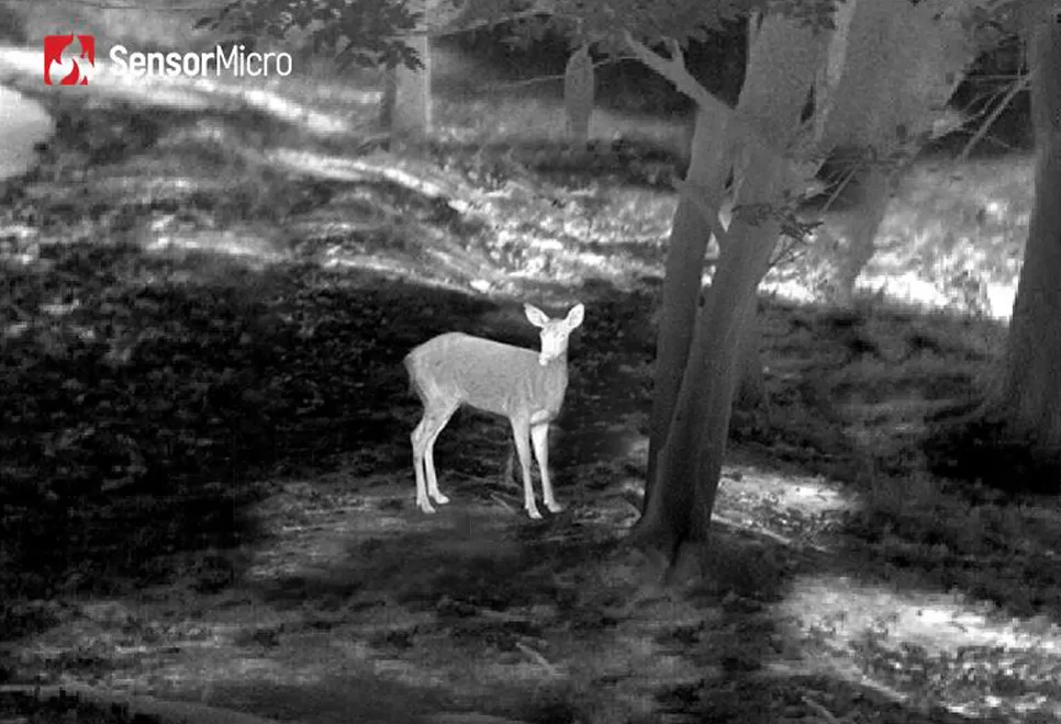Infrared Thermal Imaging in Wildlife Protection: A Smarter Way to Safeguard Biodiversity