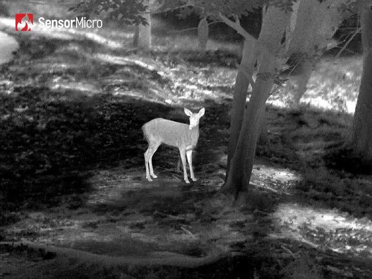 infrared-thermal-imaging-in-wildlife-protection-a-smarter-way-to-safeguard-biodiversity.jpg